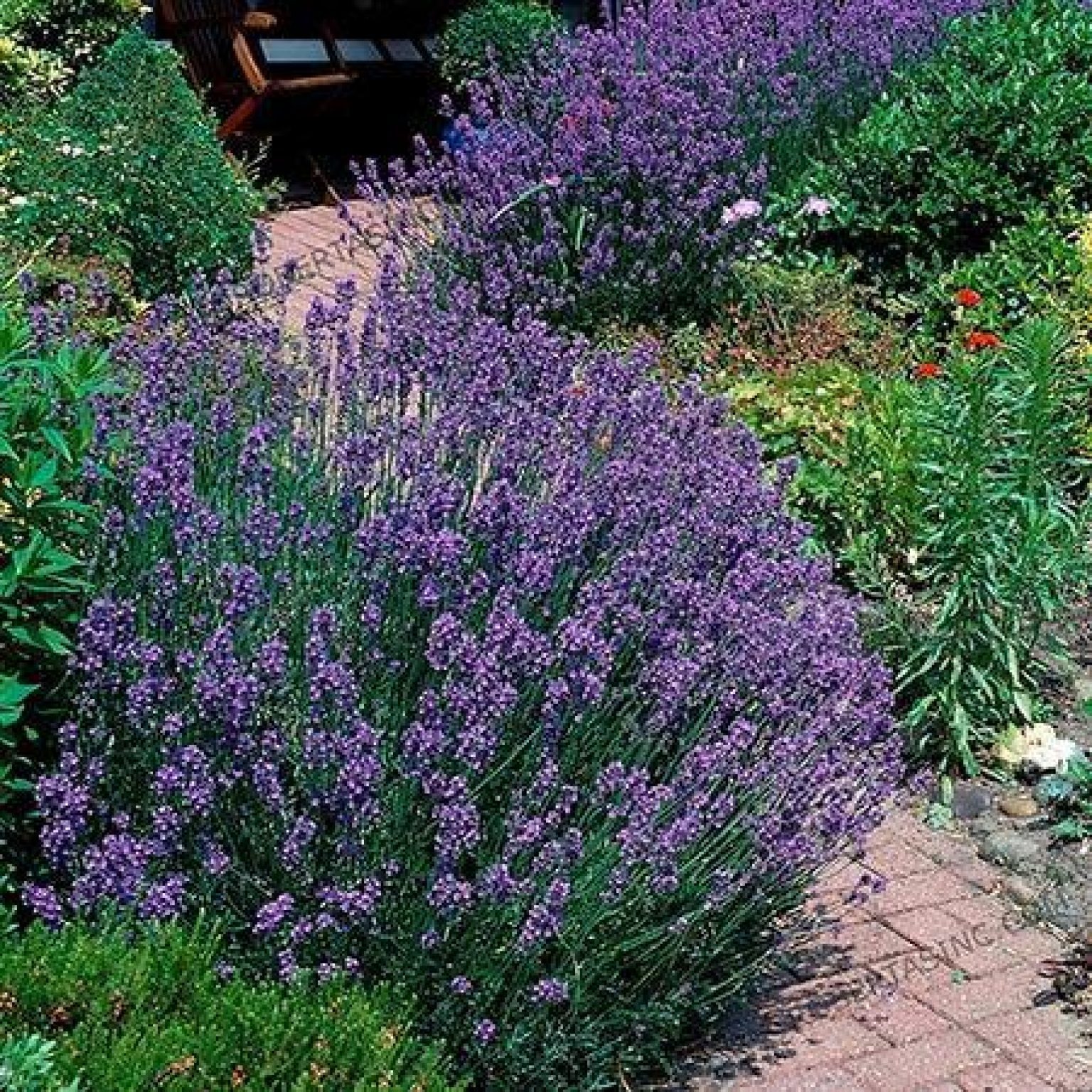 Phenomenal Lavender Plant Seek & Score