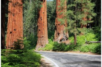 trees in sequoia national park