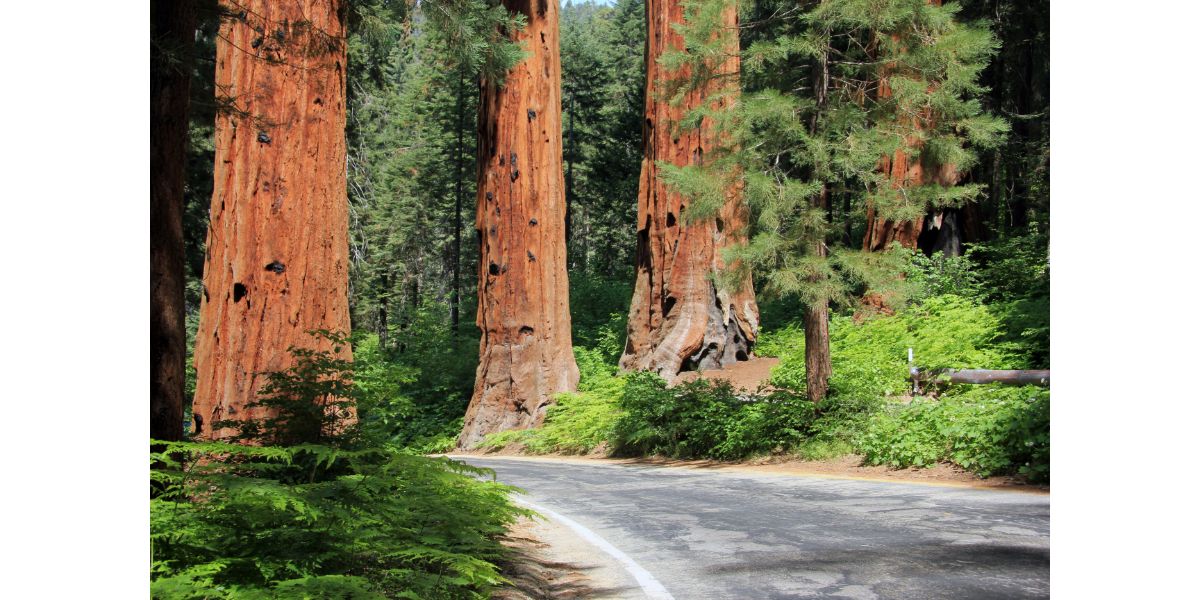 trees in sequoia national park