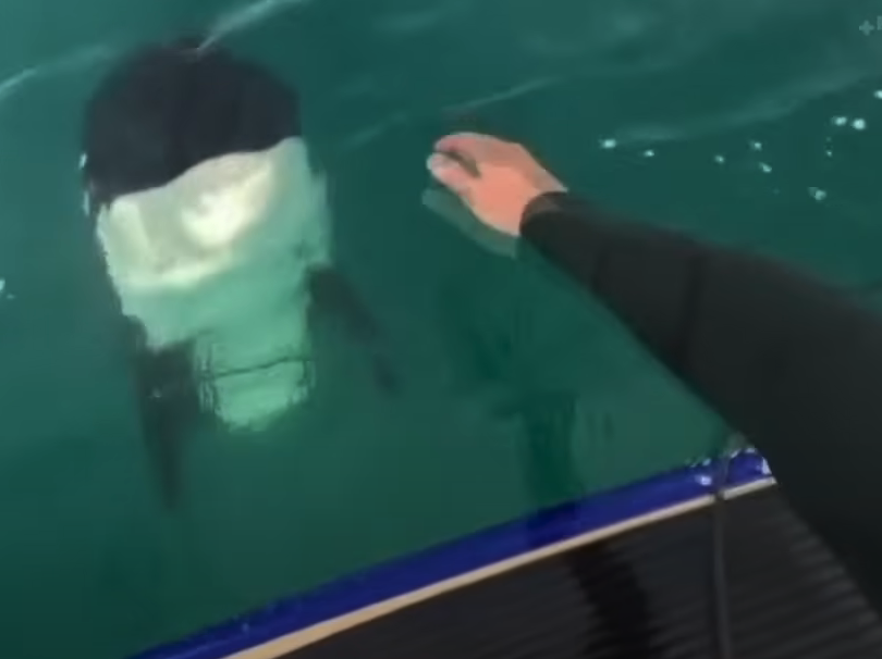 Astonishing Moment as Two Killer Whales Come Close to an Unaware Paddle Boarder