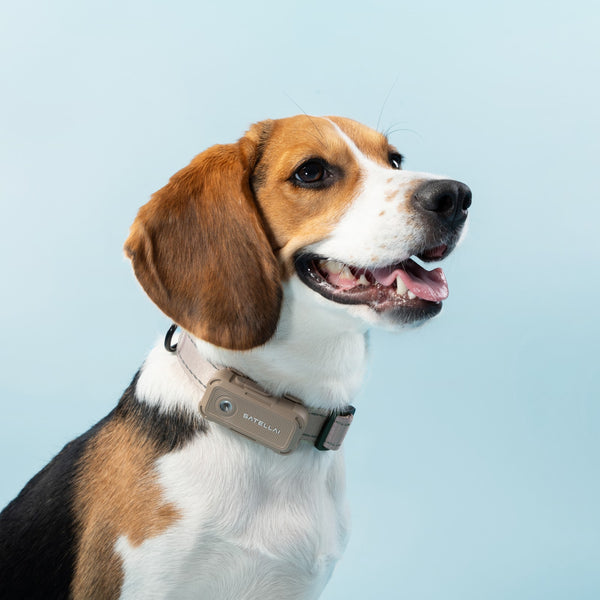 Dog wearing SATELLAI Collar Go 1