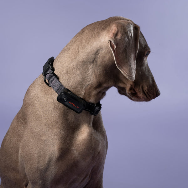 Dog wearing SATELLAI Collar Go 2