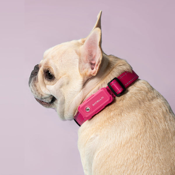 Dog wearing SATELLAI Collar Go 3