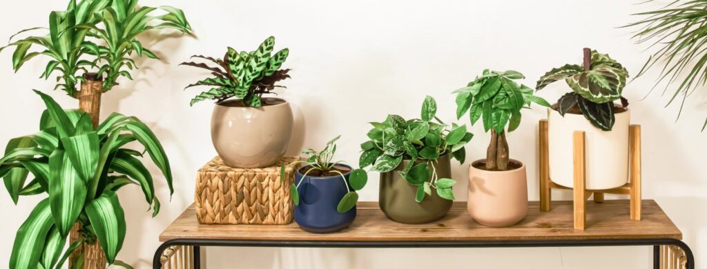 easyplant Review