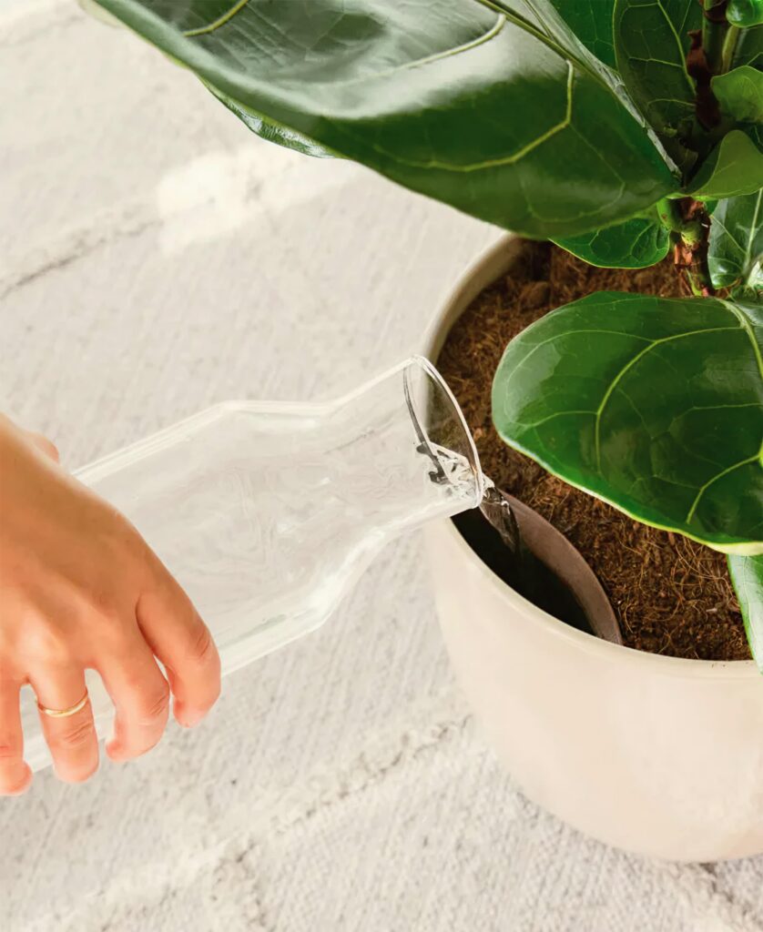 easyplant Review