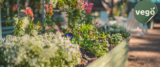 Transform Your Backyard with Vego Garden’s Modular Metal Raised Beds