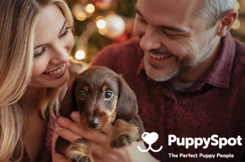 Find the Right Puppy for Your Family